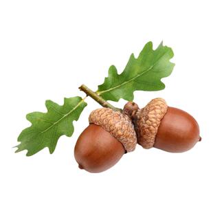 新采苗木种子 栎树种子 橡子种子 橡树种子 栗茧 蒙古栎 种子