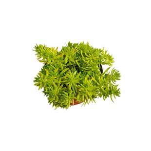 拾园记黄金佛甲草草皮苗屋顶绿化耐寒热庭院室内外地被花卉绿植物