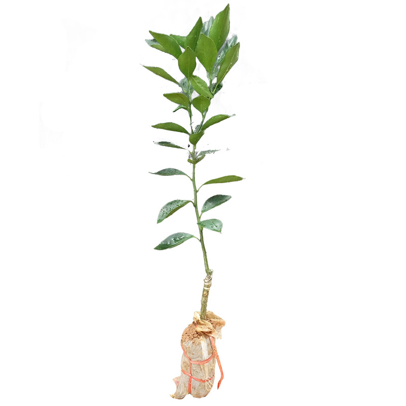 广西沙糖桔皇帝柑嫁接木盆地栽庭院南北方种植早熟砂糖橘子果树苗