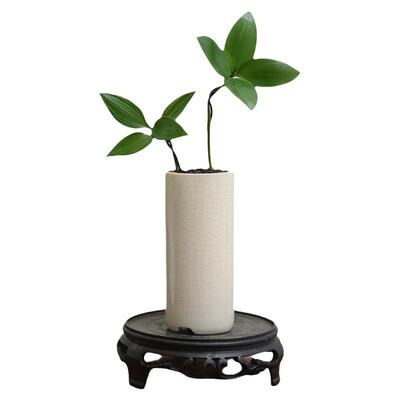 竹柏小盆栽驱蚊草植物