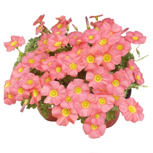 秋植新手OB系列酢浆草种球花苗盆栽开花 1号连接