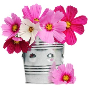 波斯菊花种子格桑花花籽七彩野花组合花种籽子易播种开花籽易活