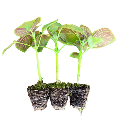 四季双面紫苏大叶紫苏苗可食用