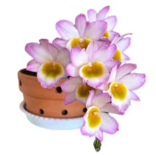 玫瑰石斛苗云南南部种源漂亮蜡质花稀有易活办公室植物附生花造景