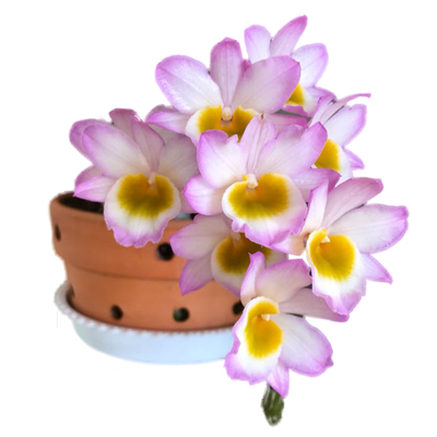 玫瑰石斛兰玫红色花朵稀有耐看型