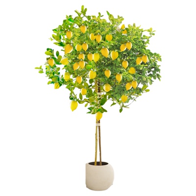 【顺丰包邮】带果发货超大柠檬树