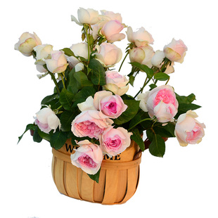 修剪好的中大苗深度休眠春化月季中大苗浩田花苑花卉绿植苗