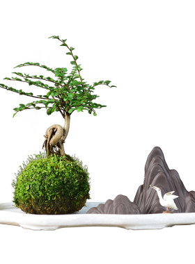 苔玉室内花茶几桌面四季好养