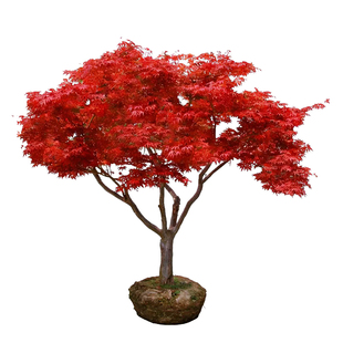 日本红枫树苗四季红舞姬中国老桩盆景地栽庭院别墅室外绿化植物苗