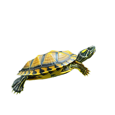 深水龟黄耳吃粪鱼缸火焰乌活物头