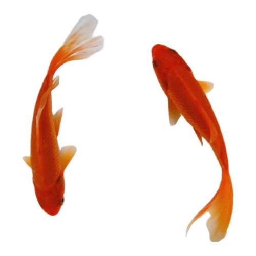 顺丰包邮锦鲫鱼小红草金鱼摆摊垂钓捞鱼喂龙鱼冷水观赏活体饲料鱼