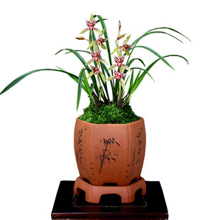 翁源老种墨兰花苗喜菊奇花报岁企黑四季建兰富山奇蝶带花浓香好养