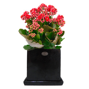 长寿花重瓣易活带花苞绿化植物四季开花盆栽花卉盆景阳台室外庭院