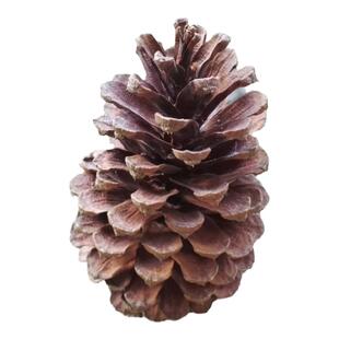 天然松果装饰摆件幼儿园手工diy材料超特大松球松塔干花产地直销