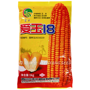 爱玉18玉米杂交种国审大田饲料玉米粘包谷种子郑单958农科大八号