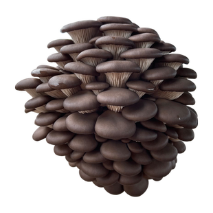 玉米芯稻草棒平菇种植豆粕棉籽壳蘑菇菌种栽培家庭养殖食用菌接种