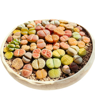 生石花多肉屁股盆栽彩色肉锥植物稀有品种室内桌面绿植花卉好养活