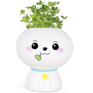 2025新款头上长草盆栽儿童创意植物种子发芽幼儿园草头娃娃种草籽