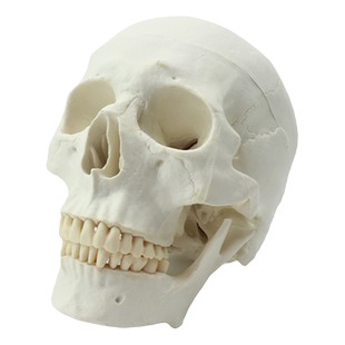 ENOVO颐诺医学艺用美术人体头骨模型 亚洲头颅骨解剖模型标本skull颅骨骼结构颅底颅腔 颅盖解剖医生上海教学