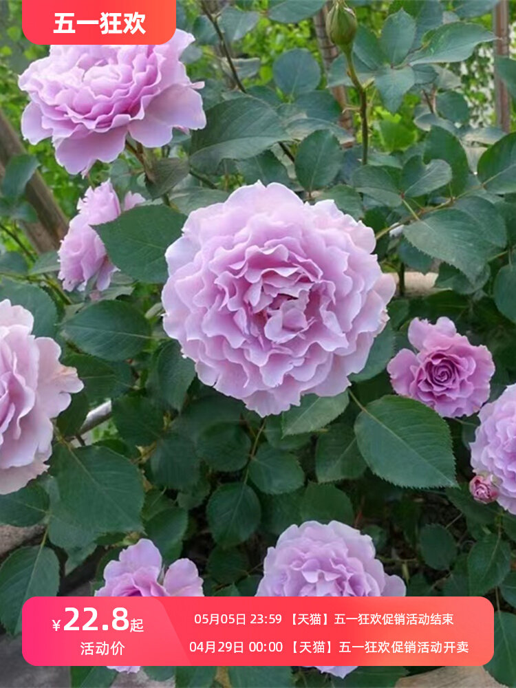 蜻蜓月季花苗丰花紫色特大浓香盆栽阳台露台地栽花卉玫瑰耐热勤花