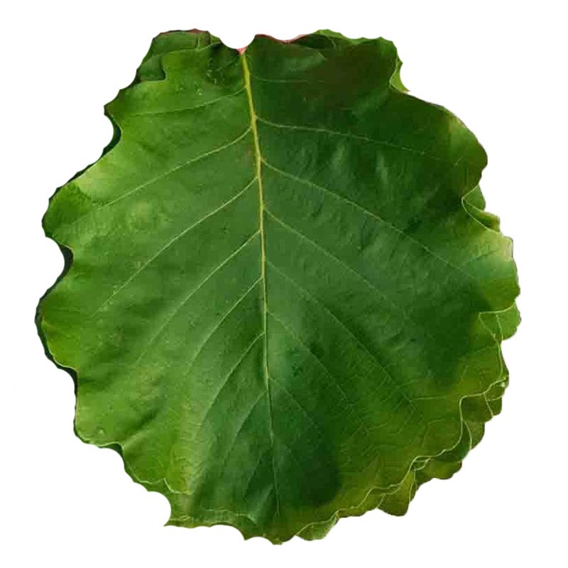 新鲜柞树叶子东北野生玻璃叶伯乐叶菠萝桲椤叶饼包粽子叶胡叶槲叶
