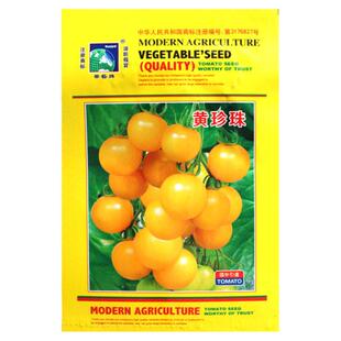 黄珍珠番茄种子樱桃番茄种子小西红柿圣女果春夏四季蔬菜超甜易种