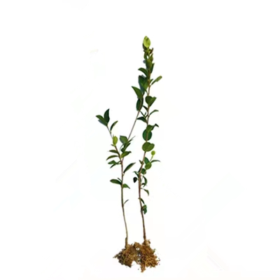 现挖新鲜长林油茶树苗嫁接