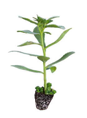 养心菜苗高钙菜多年生阳台可食用