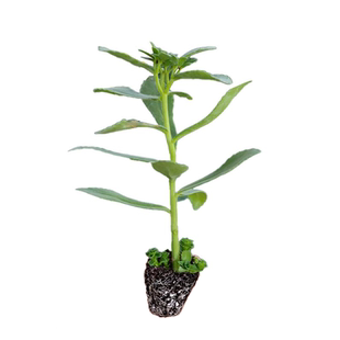 高钙养心菜苗根苗救心菜种子土三七苗费菜苗盆栽可食用秋冬蔬菜苗