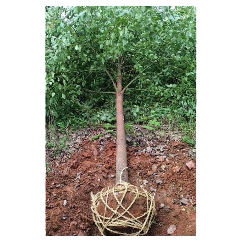 香樟树苗大树大小叶驱蚊防虫四季