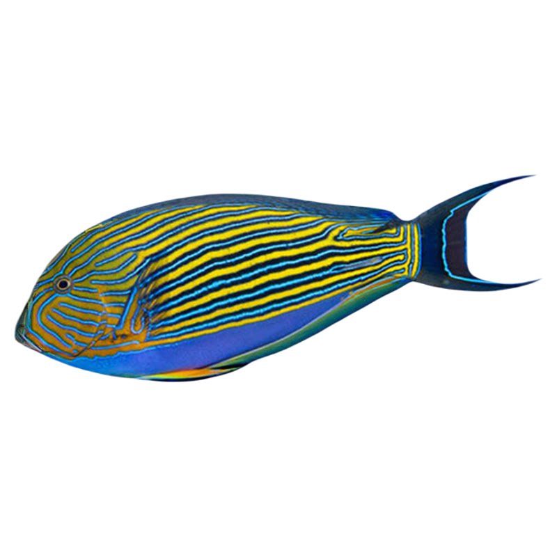 红海骑士红线纹吊波纹吊耳斑一字虎吊观赏鱼活体生物海水鱼缸静风