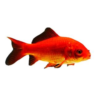 金鱼观赏鱼小红鱼草金纯种鱼苗冷水鱼鱼缸淡水鱼易存活好养饲料鱼