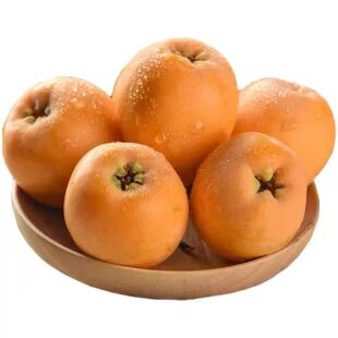 四川攀枝花米易枇杷新鲜水果当季高山五星枇杷果现摘孕妇琵琶大果