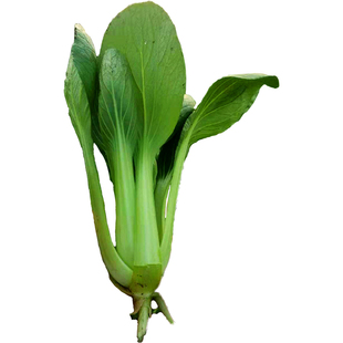 小青菜种籽上海青种子秋天种的菜种蔬菜孑菜籽油菜黑叶矮脚苏州青