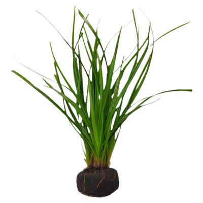 泰国水剑坨草鱼缸溪流缸原生缸南美缸造景水草植物后景阴性淡水