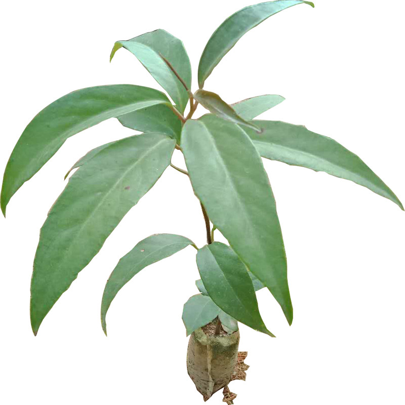 布福娜水果爬藤植物耐寒黑老虎