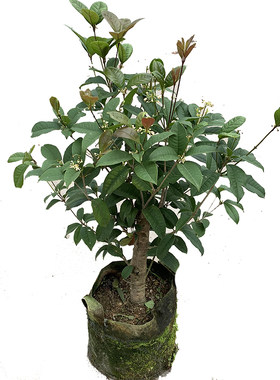 四季桂花盆栽浓香型好养树苗庭院