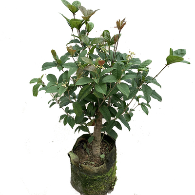 四季桂花盆栽浓香型好养树苗庭院