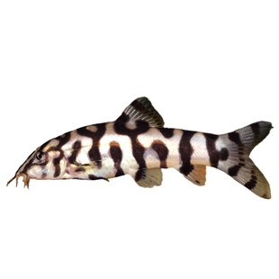 沙鳅类鼠鱼红尾蓝皮鼠三间鼠银河潜艇鼠Y纹鼠底栖翻砂工具鱼