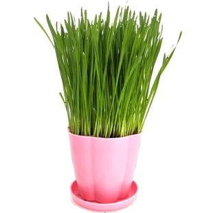 现成猫草已种好猫薄荷水培小麦种子懒人猫草种植套装狗草长好即吃