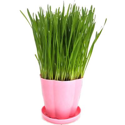 猫草已种好小麦种子长好佛山猫草