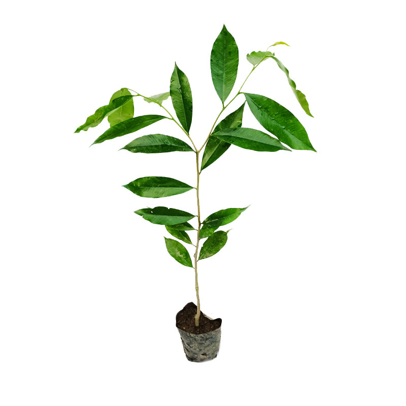 正宗奇楠黄花梨紫檀红木沉香树苗