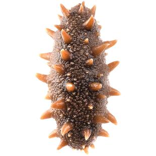 【3S款】大连海参正品官方旗舰店开袋即食袋装一斤辽刺参送礼礼盒