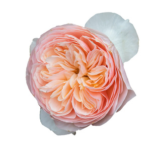 天狼月季涵仙国产自育月季玫瑰藤本中香多季节开花爬藤花卉