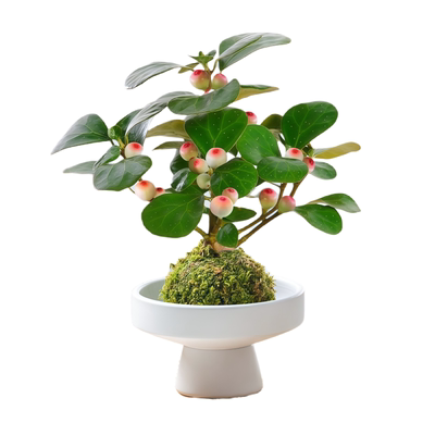 小盼菩提盆栽室内绿植带果发货