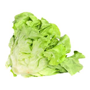 新鲜绿橡生菜蔬菜沙拉材料绿橡叶烤肉西餐轻食减脂健身食材生吃