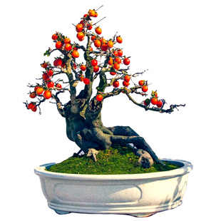 老鸦柿原生熟桩素材树老桩挂果品种金弹子盆景小苗母桩梦之结果