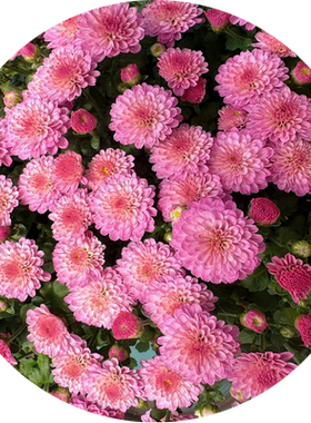 糖果菊花种籽四季开花多年生