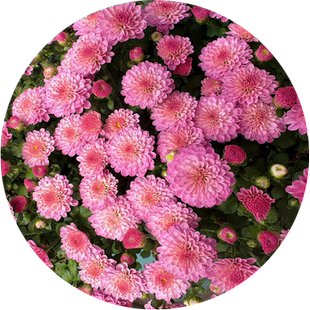 糖果菊种子千头菊花种子七彩混色四季耐寒洋桔梗花种籽庭院花卉种