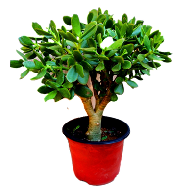 多肉大叶室内客厅绿植包邮盆栽苗